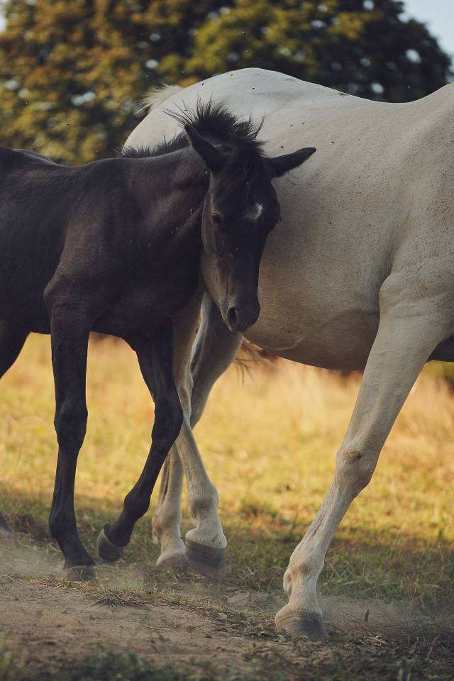 Colt Welsh Part Bred For sale 2025 Grey