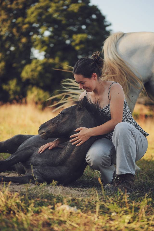 Colt Welsh Part Bred For sale 2025 Grey