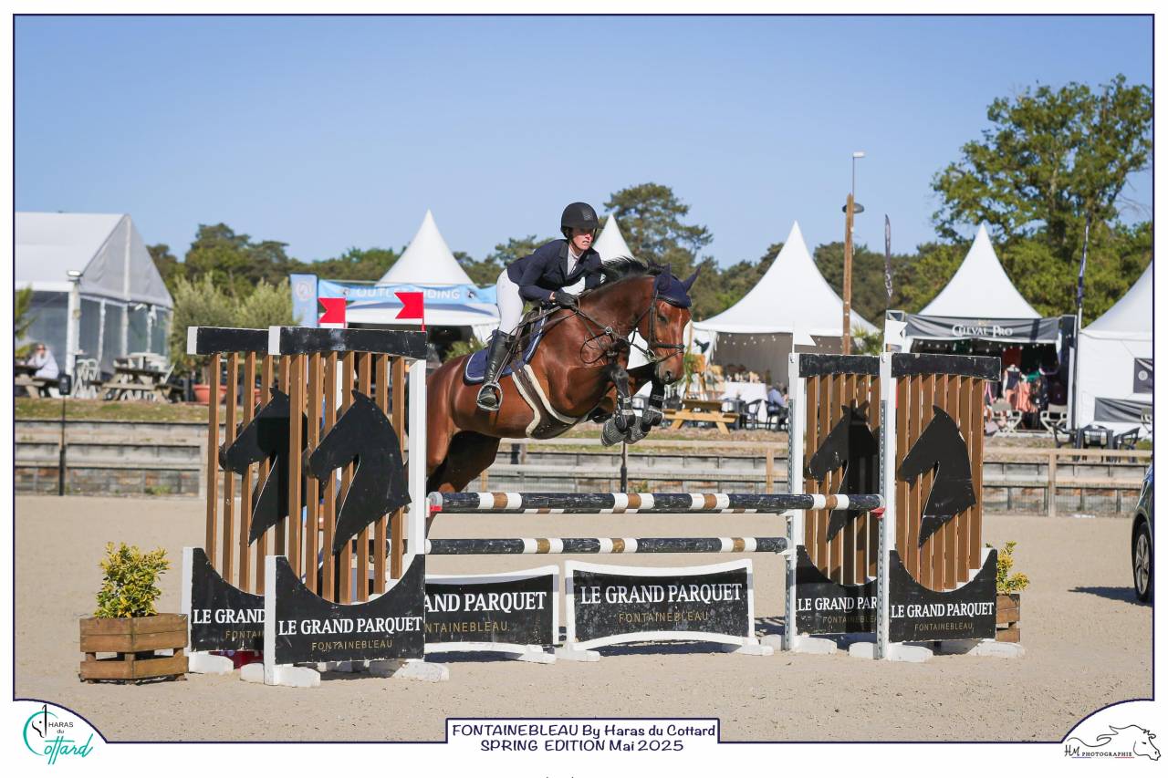 Gelding sBs Belgian Warmblood For sale 2016 Bay