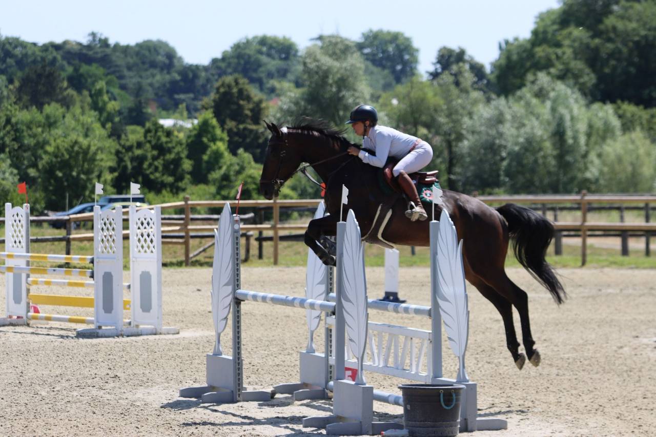Gelding Selle Français For sale 2019 Dark Bay