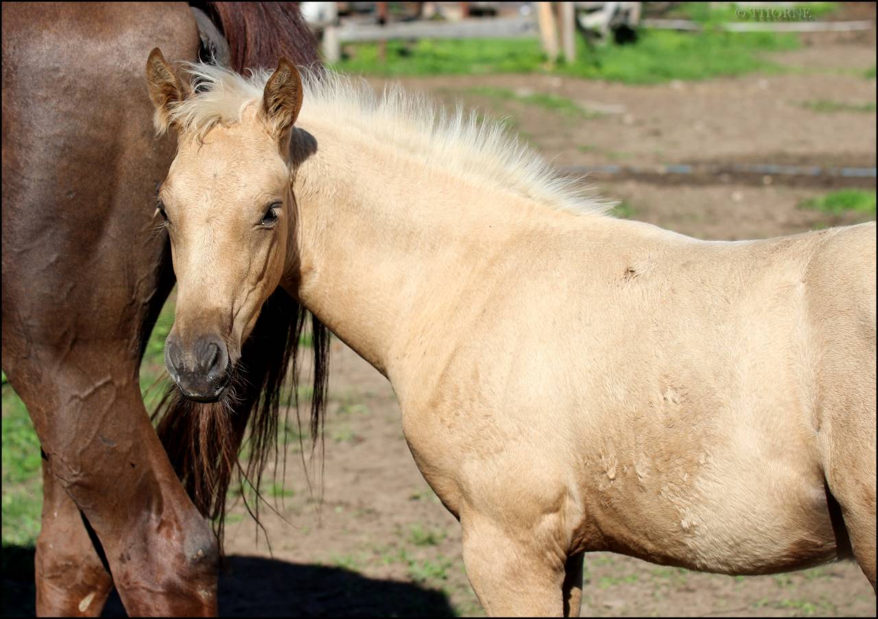Filly Selle Français For sale 2025 Palomino