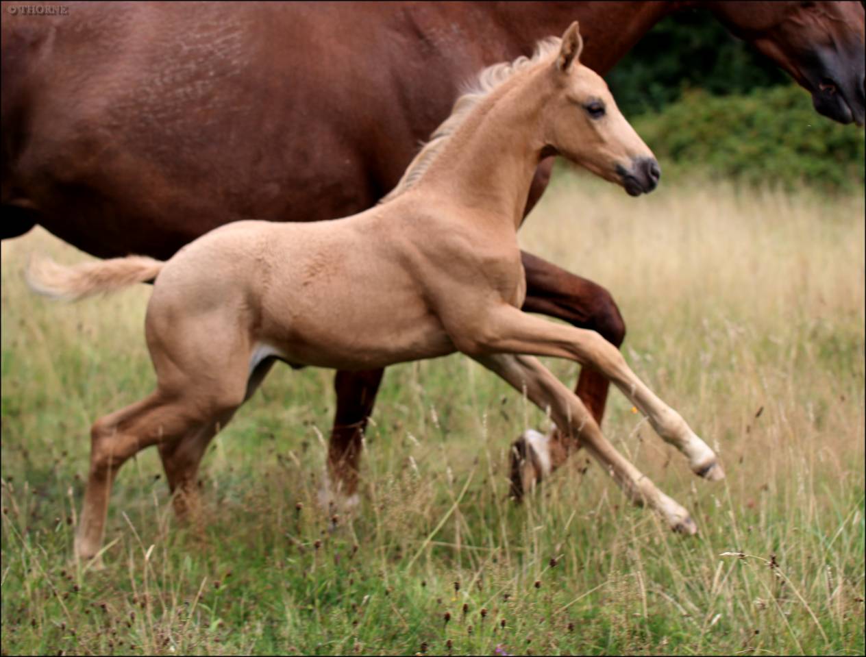 Filly Selle Français For sale 2025 Palomino
