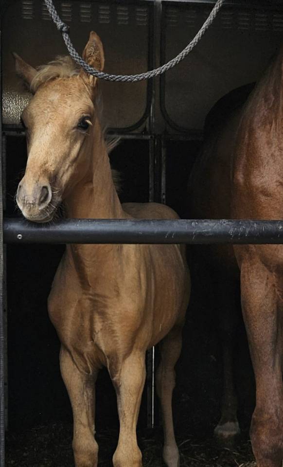 Filly Selle Français For sale 2025 Palomino