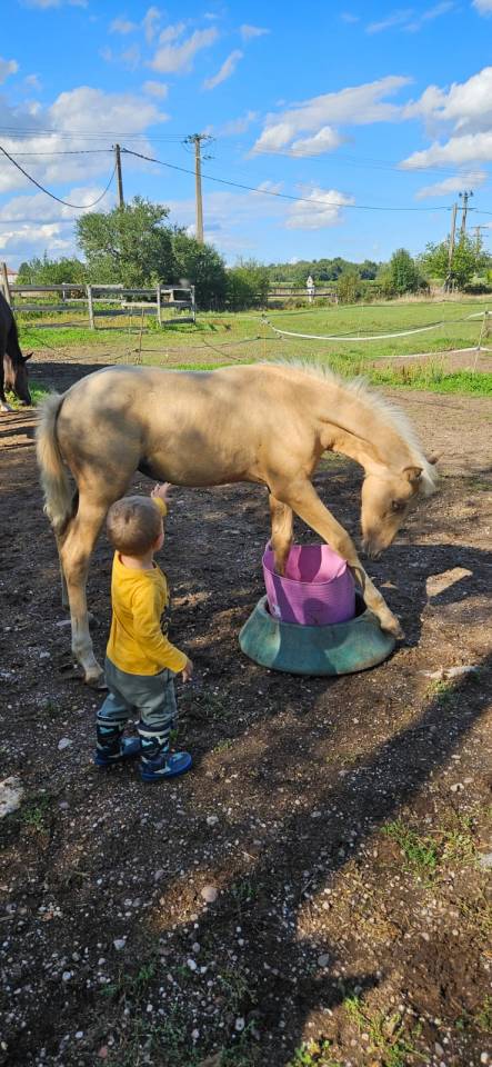 Filly Selle Français For sale 2025 Palomino