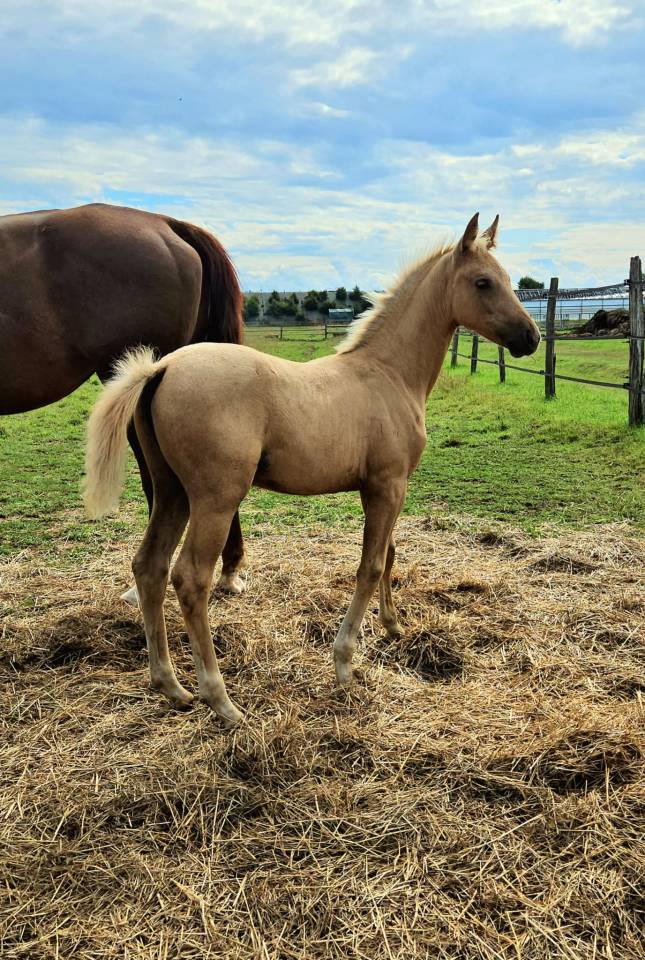 Filly Selle Français For sale 2025 Palomino