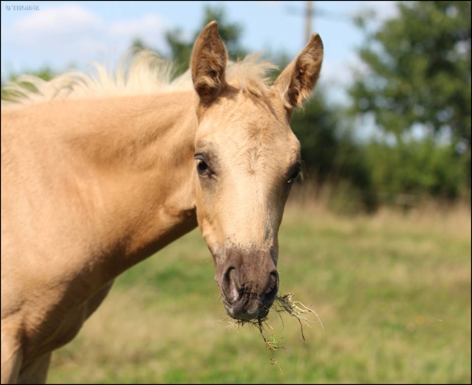 Filly Selle Français For sale 2025 Palomino