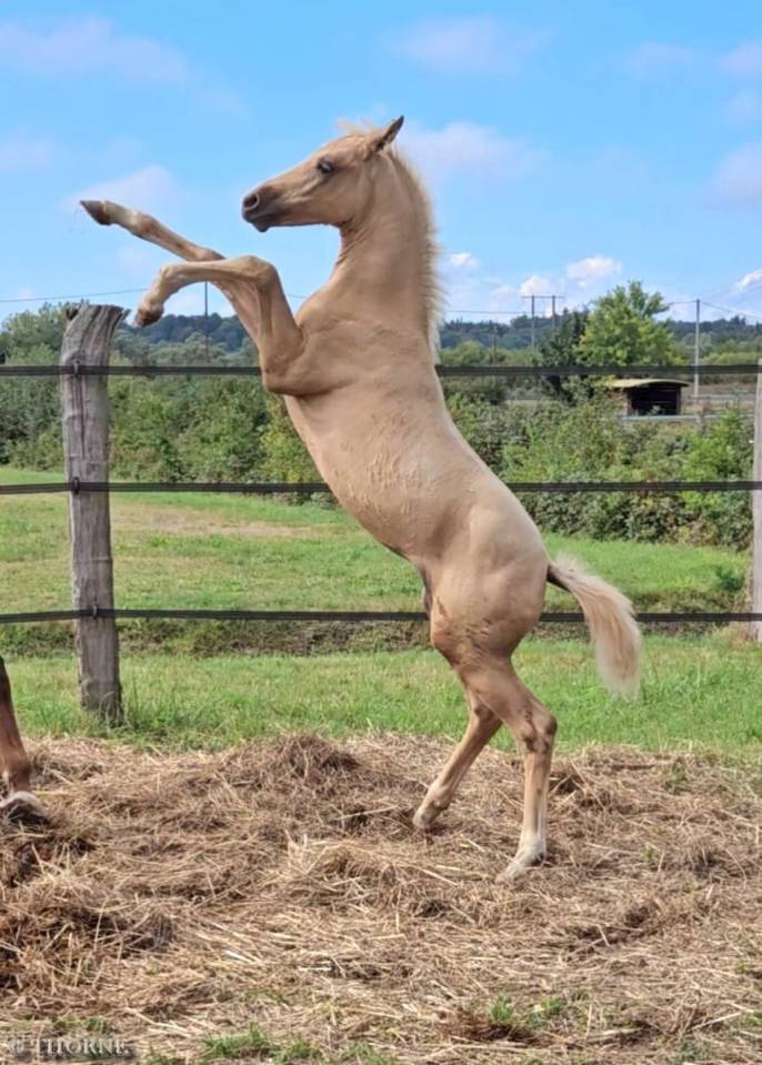 Filly Selle Français For sale 2025 Palomino