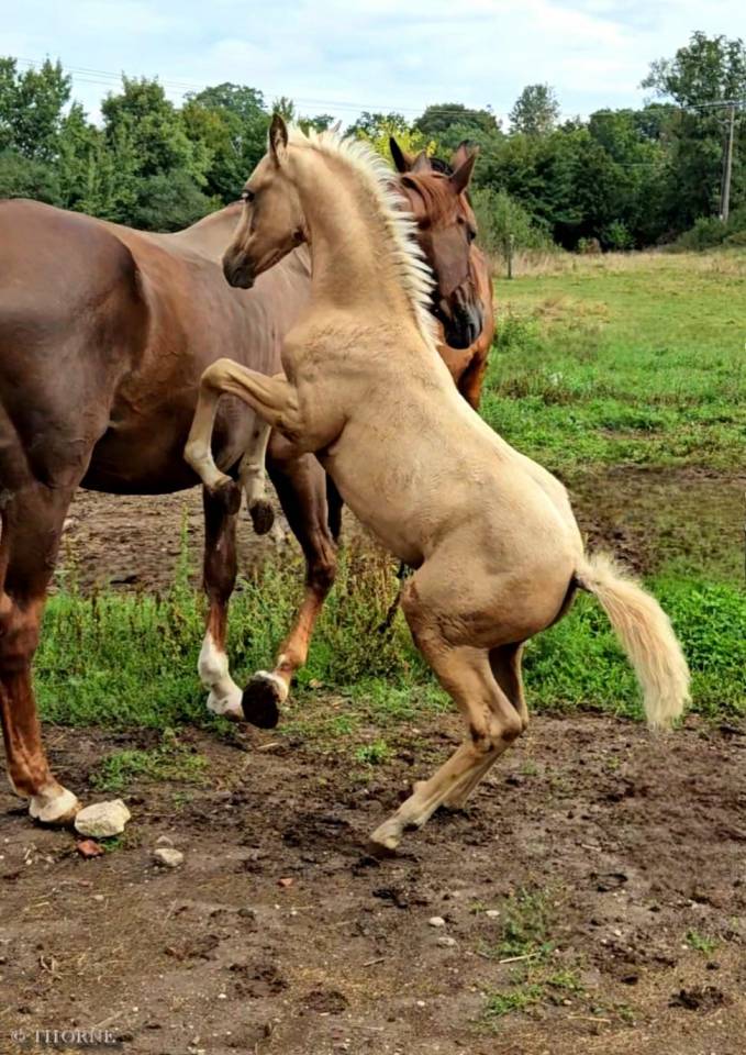 Filly Selle Français For sale 2025 Palomino