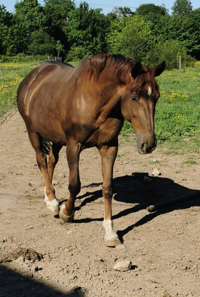 Filly Selle Français For sale 2025 Palomino