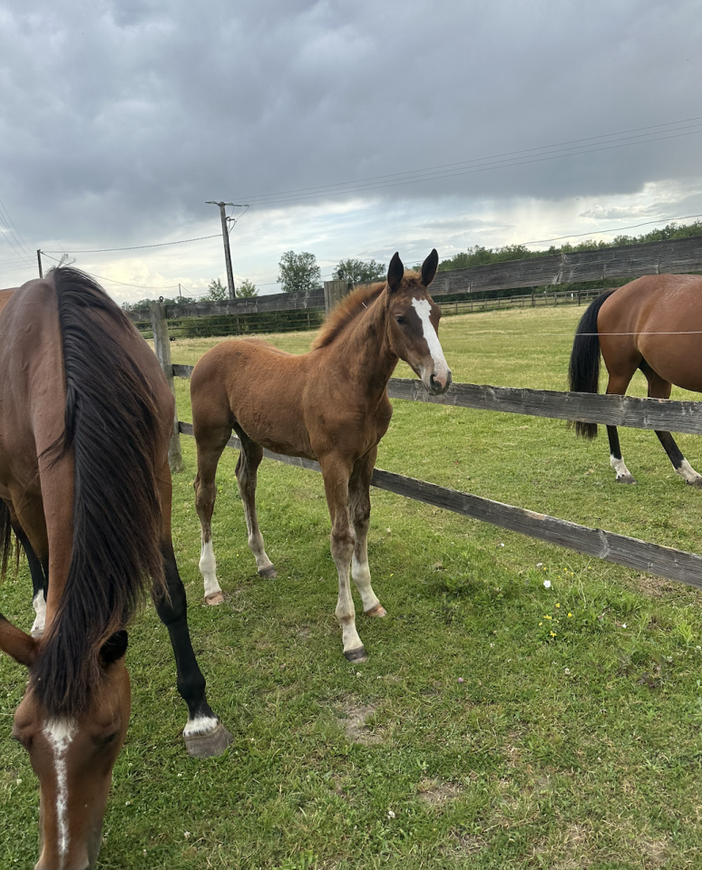 Mare Zangersheide For sale 2025 Liver chestnut
