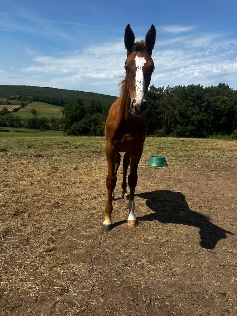 Mare Zangersheide For sale 2025 Liver chestnut