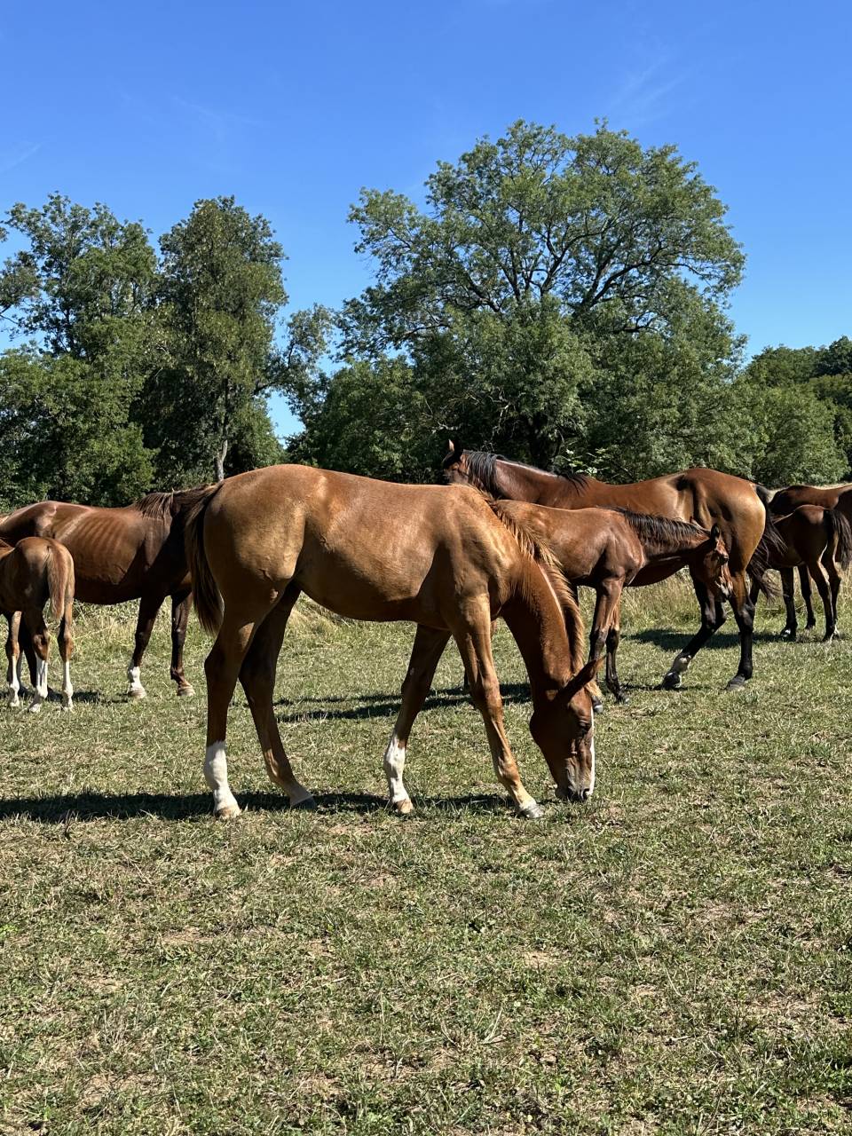 Mare Zangersheide For sale 2025 Liver chestnut
