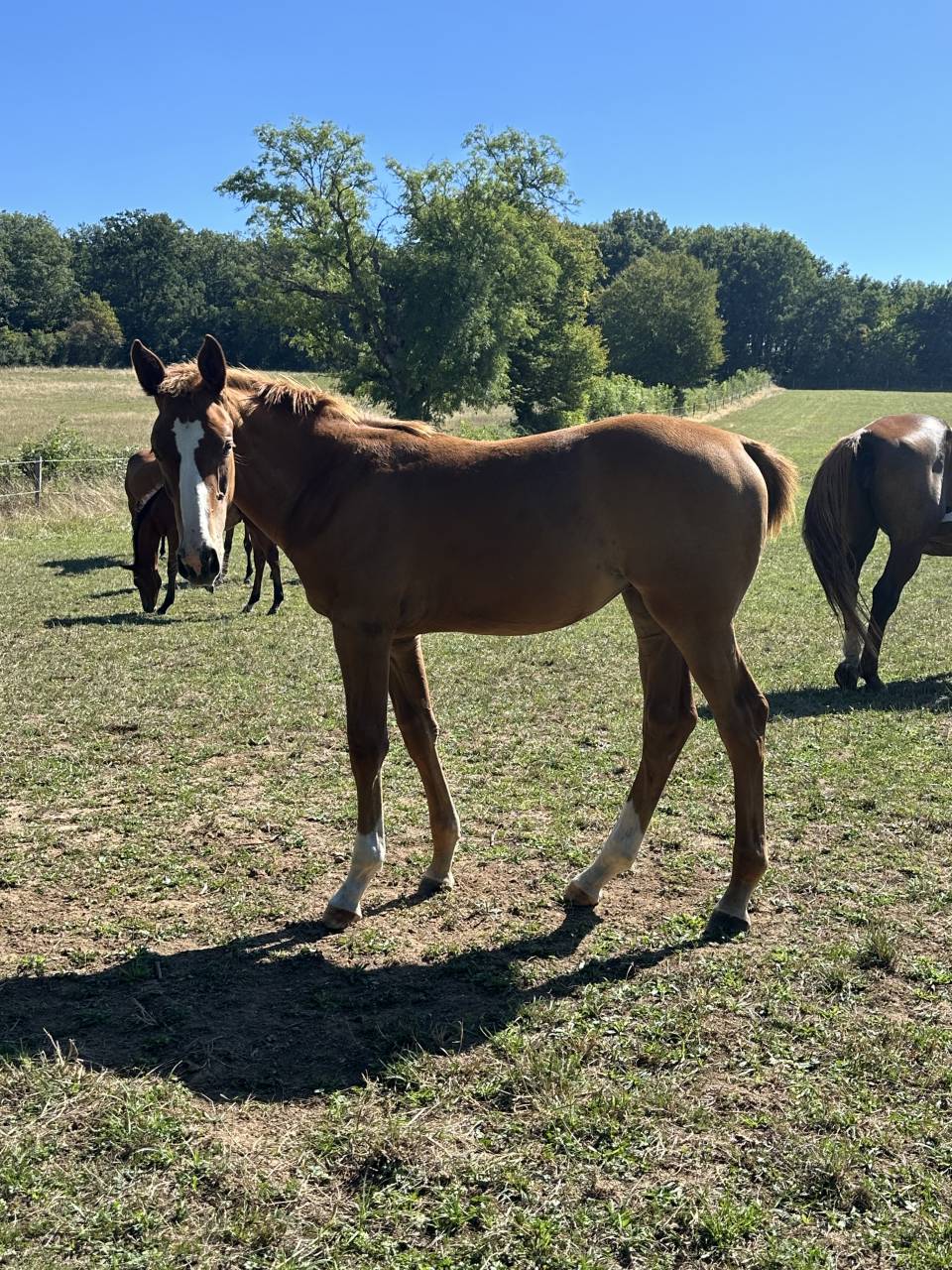 Mare Zangersheide For sale 2025 Liver chestnut