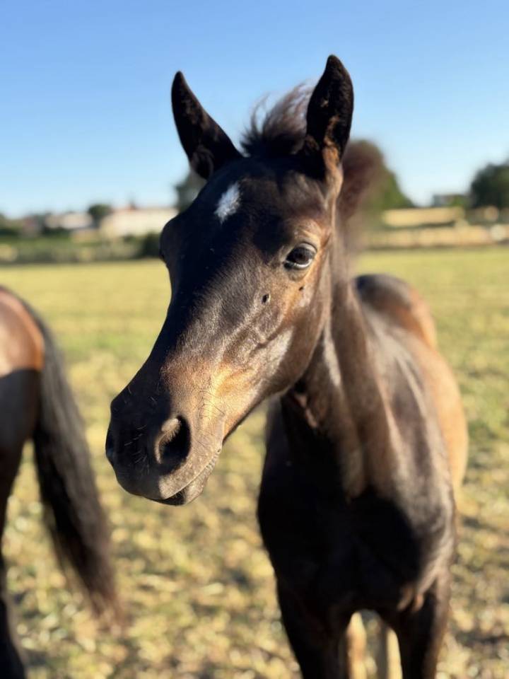 Colt Connemara For sale 2025 Black