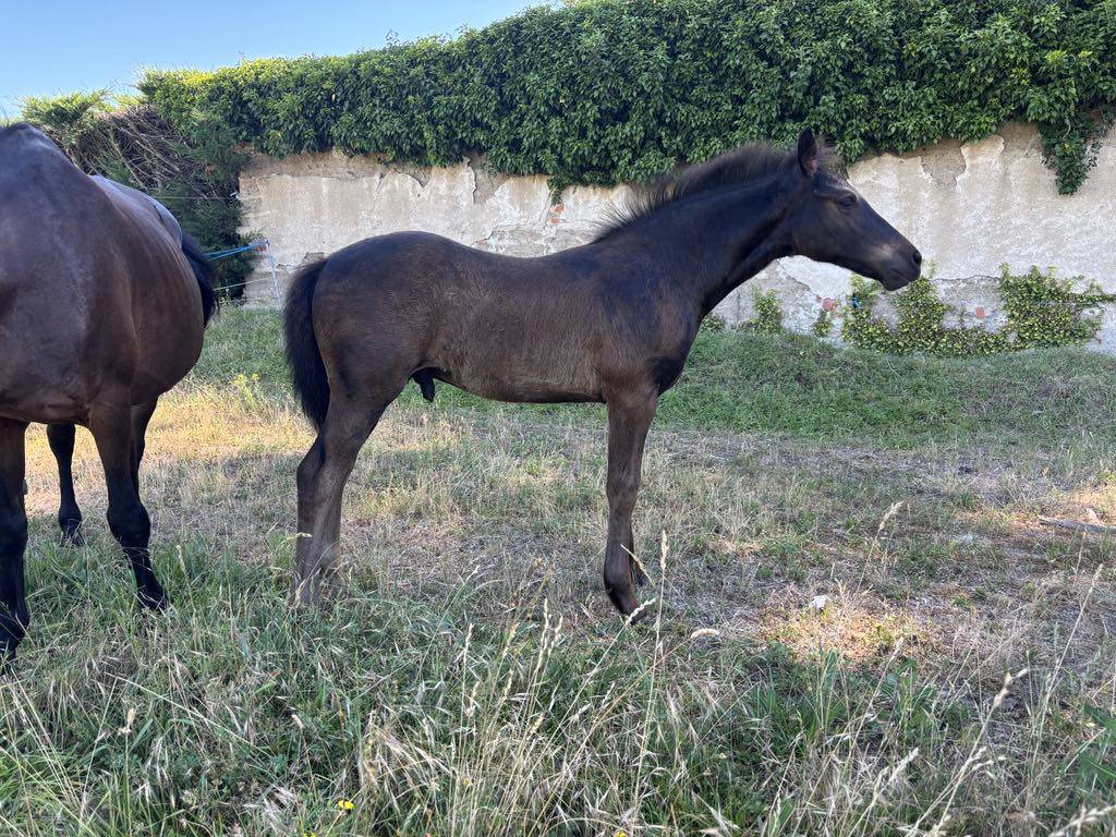 Colt Connemara For sale 2025 Black