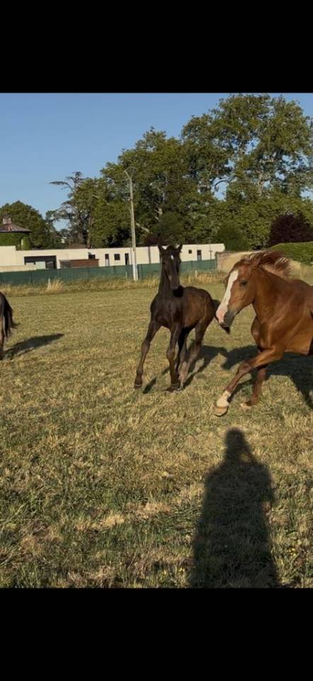 Colt Connemara For sale 2025 Black