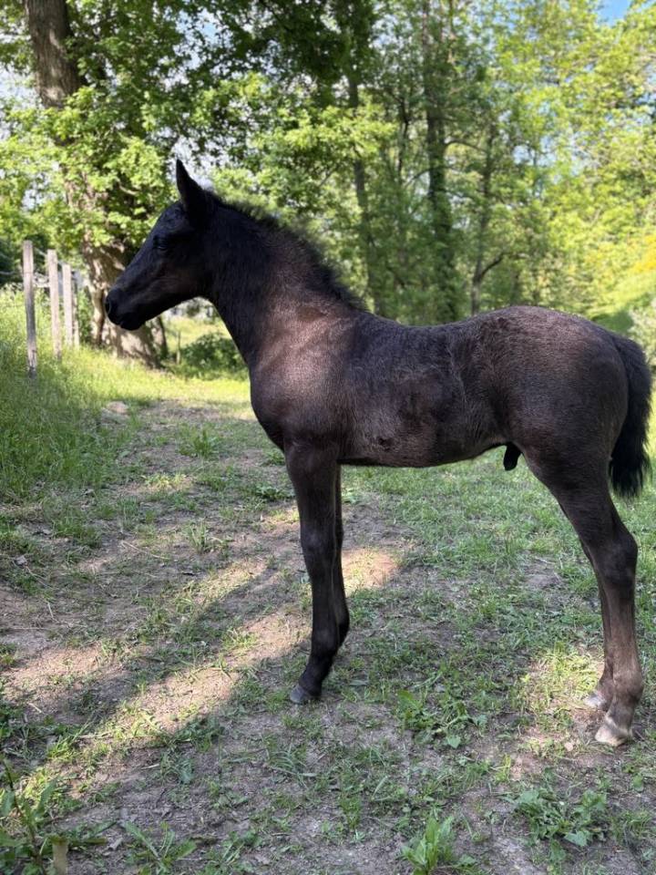 Colt Connemara For sale 2025 Black