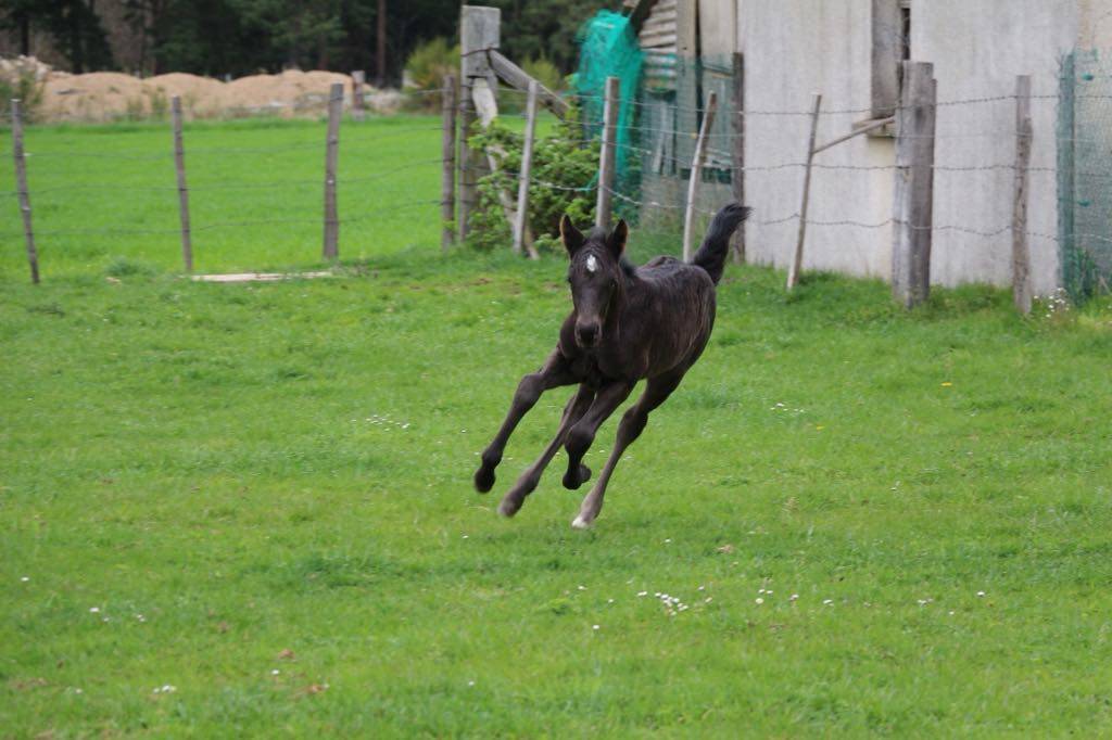 Colt Connemara For sale 2025 Black