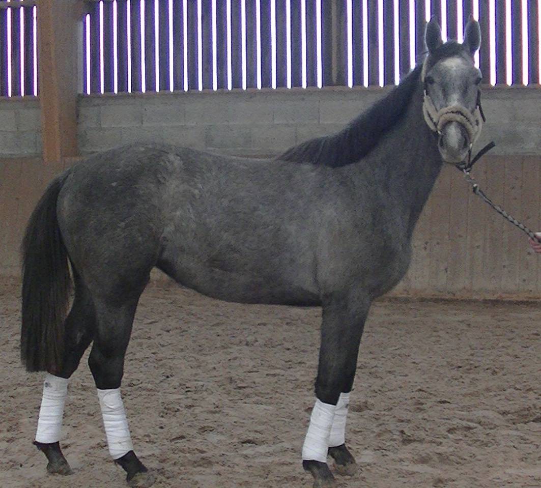 Mare Selle Français For sale 2018 Grey