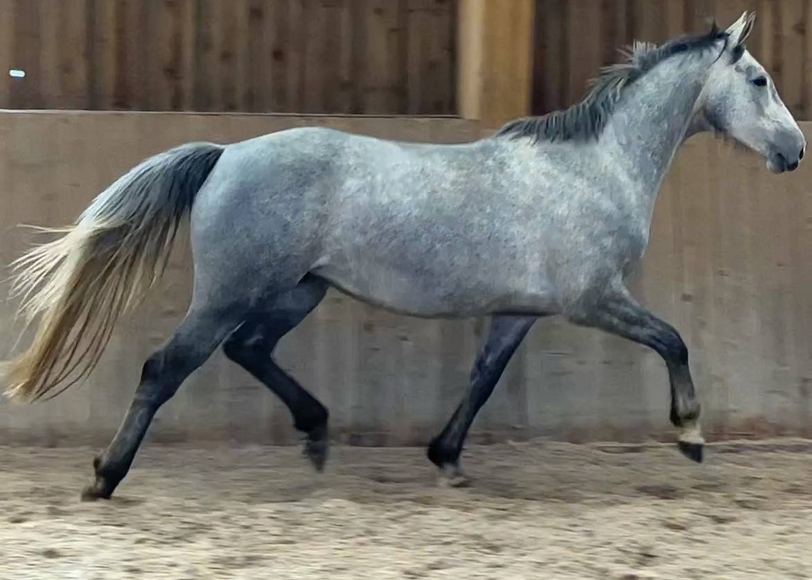 Mare Selle Français For sale 2018 Grey