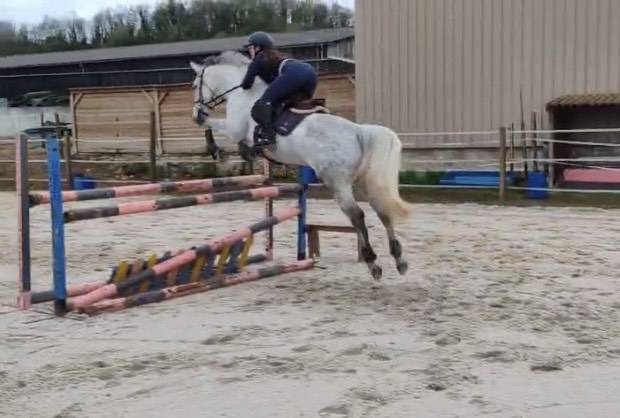 Mare Selle Français For sale 2018 Grey