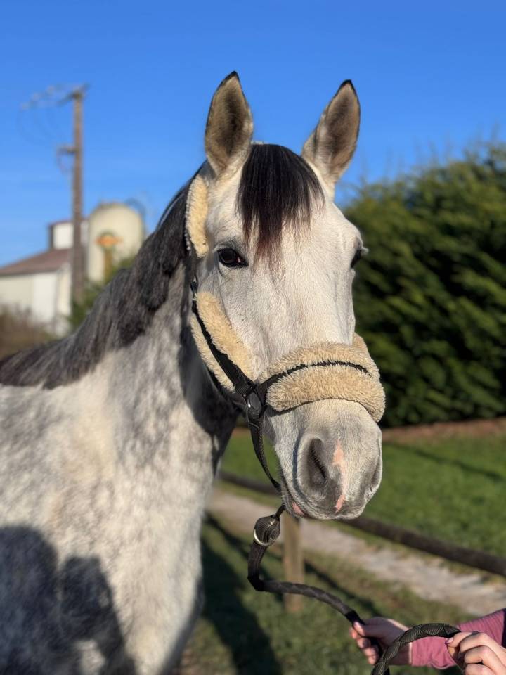 Mare Selle Français For sale 2019 Grey
