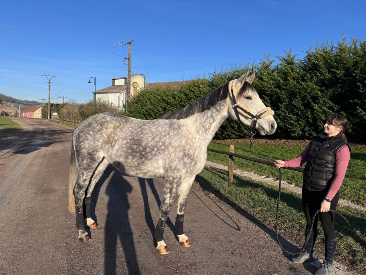 Mare Selle Français For sale 2019 Grey