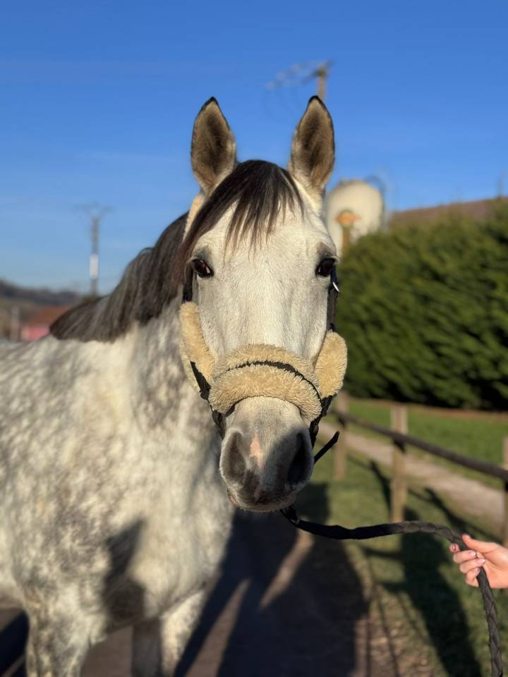 Mare Selle Français For sale 2019 Grey