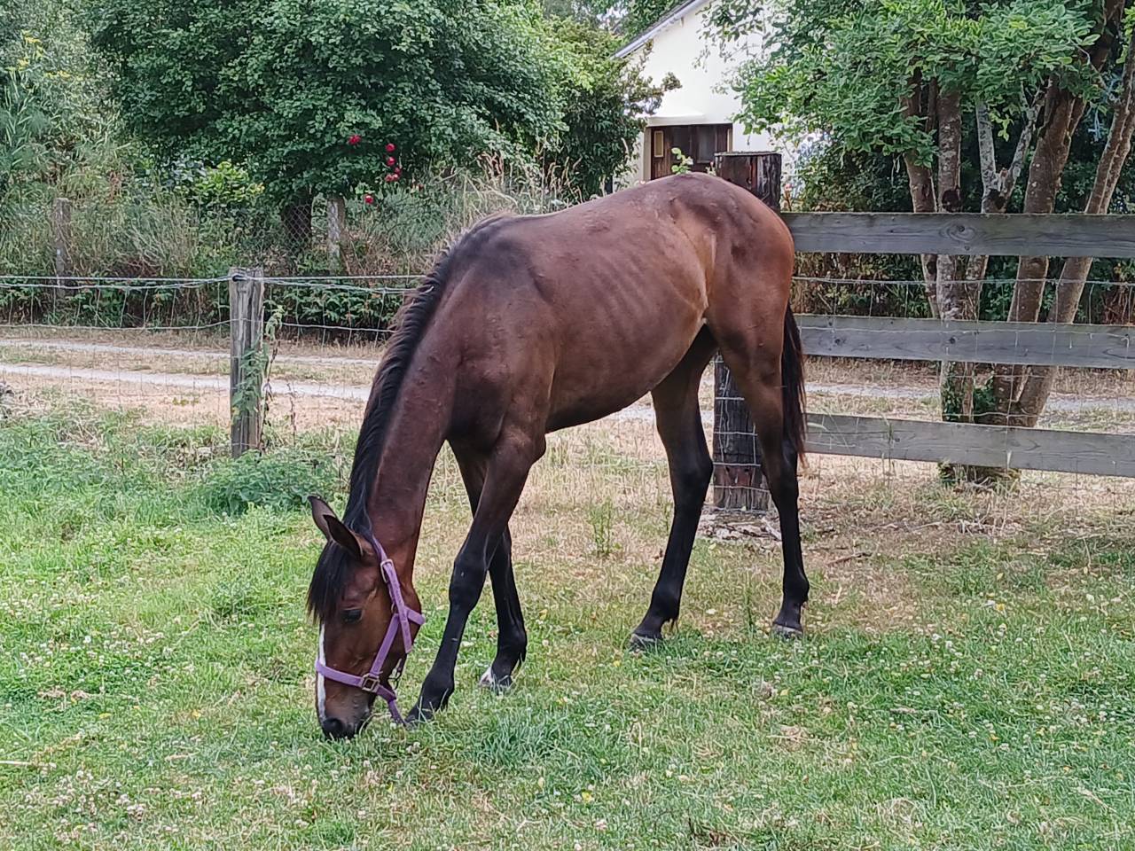 Filly Selle Français For sale 2024 Bay