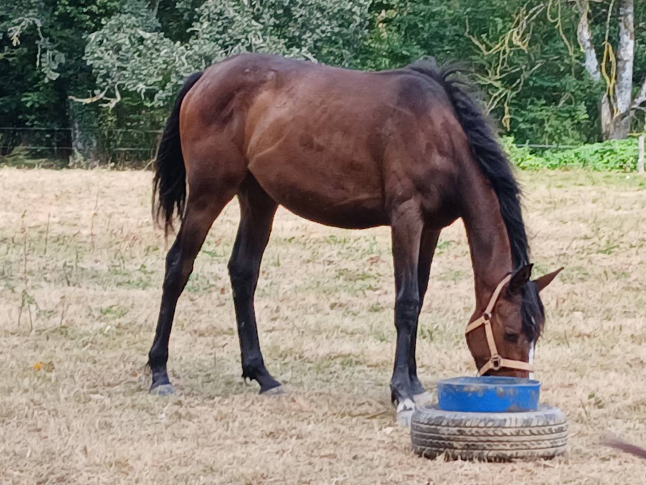 Filly Selle Français For sale 2024 Bay