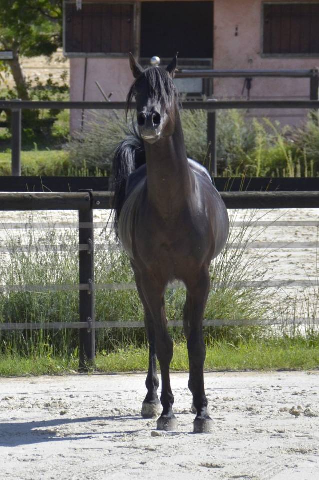 Stallion Arabian Thoroughbred For sale 2017 Black