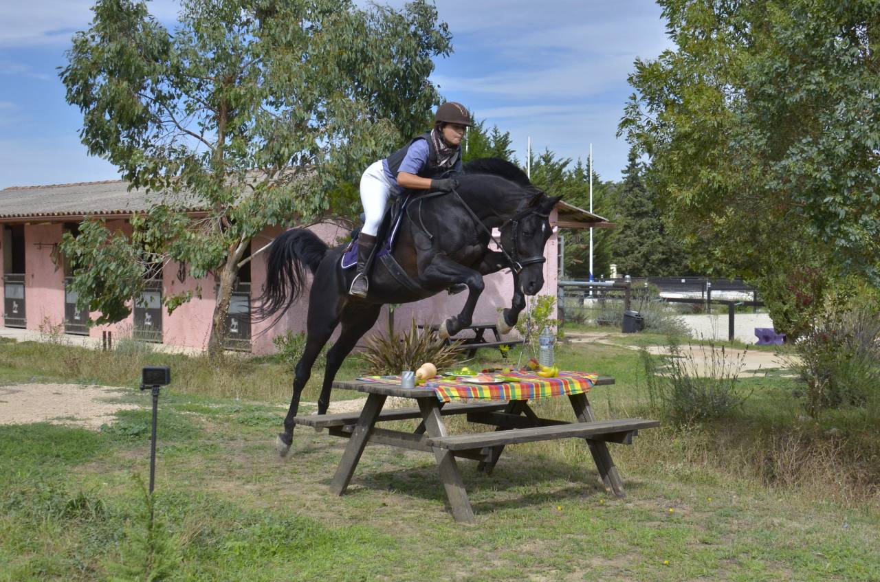 Stallion Arabian Thoroughbred For sale 2017 Black