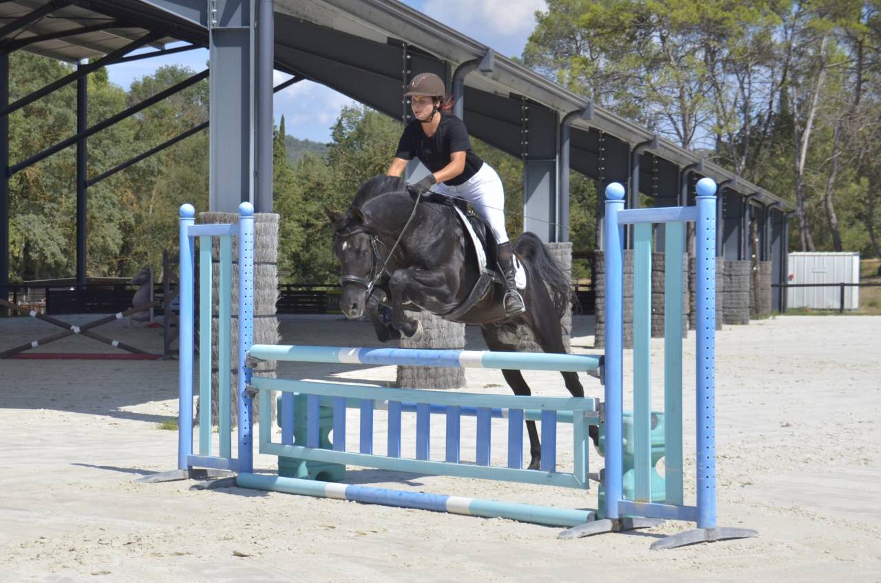 Stallion Arabian Thoroughbred For sale 2017 Black