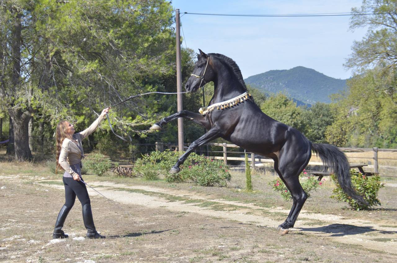 Stallion Arabian Thoroughbred For sale 2017 Black