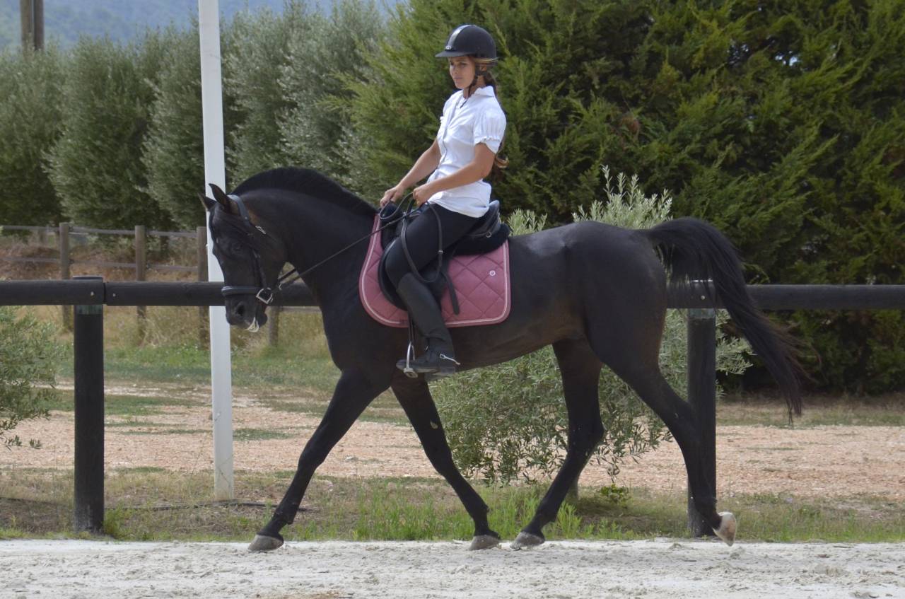 Stallion Arabian Thoroughbred For sale 2017 Black