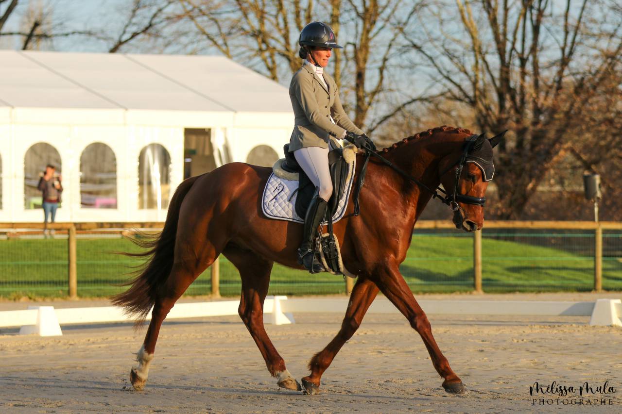 Gelding Anglo-Arabian For sale 2019 Liver chestnut