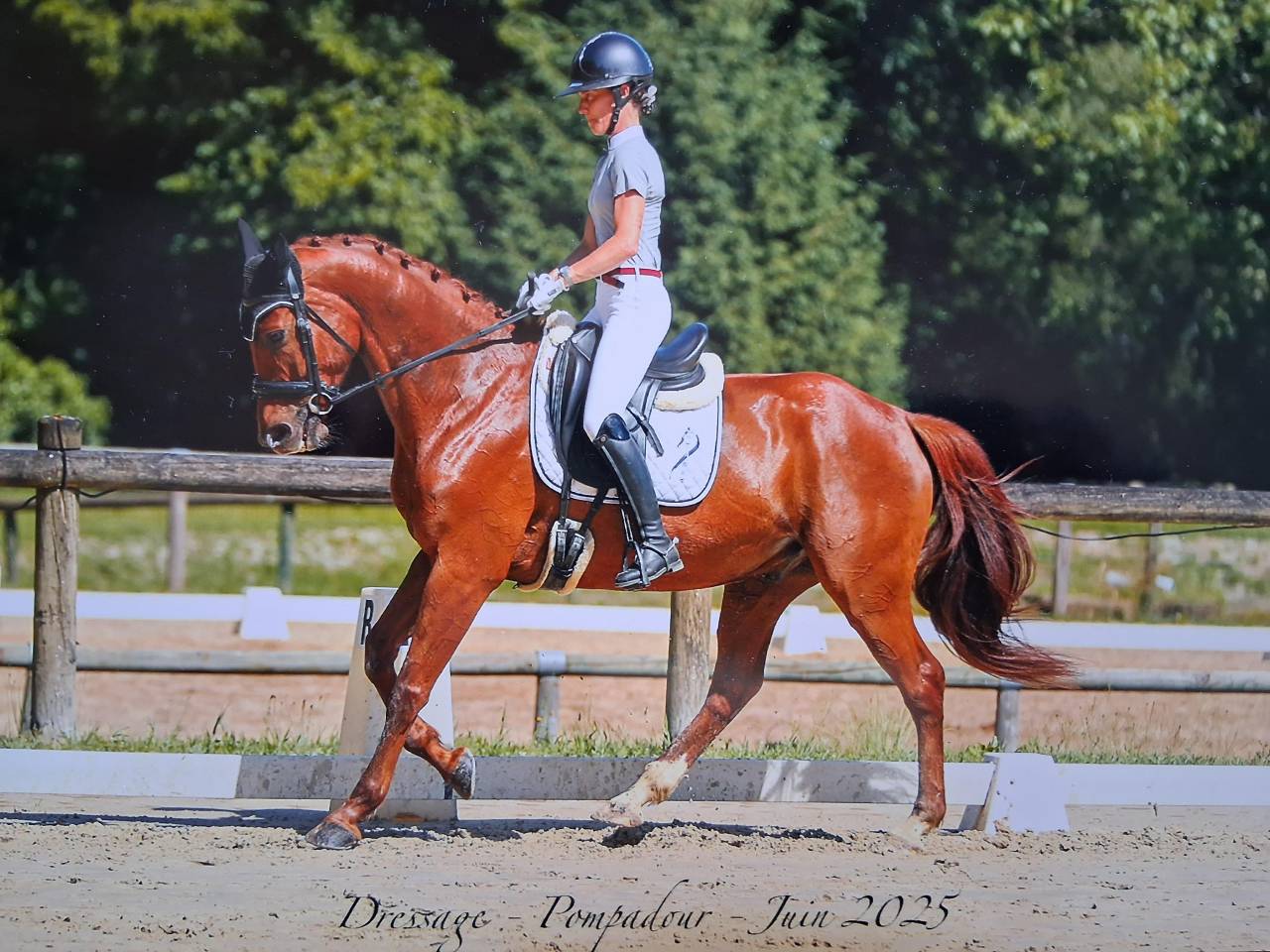 Gelding Anglo-Arabian For sale 2019 Liver chestnut