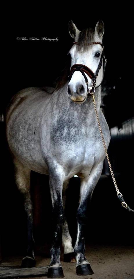 Mare Connemara For sale 2013 Grey