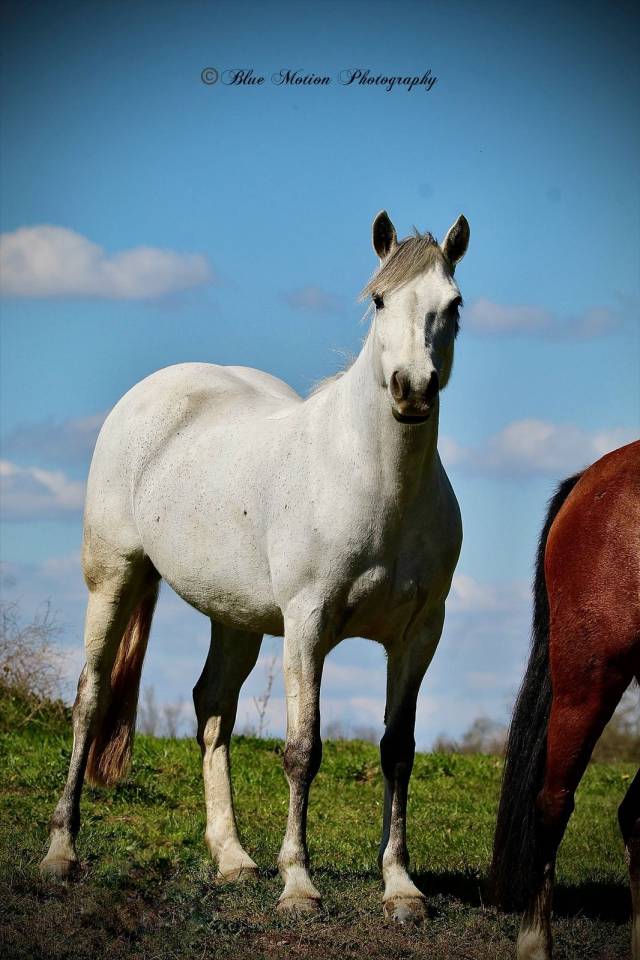 Mare Connemara For sale 2013 Grey