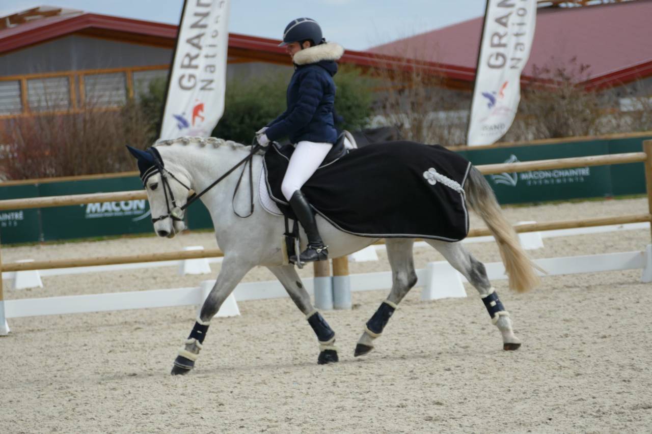 Mare Connemara For sale 2013 Grey