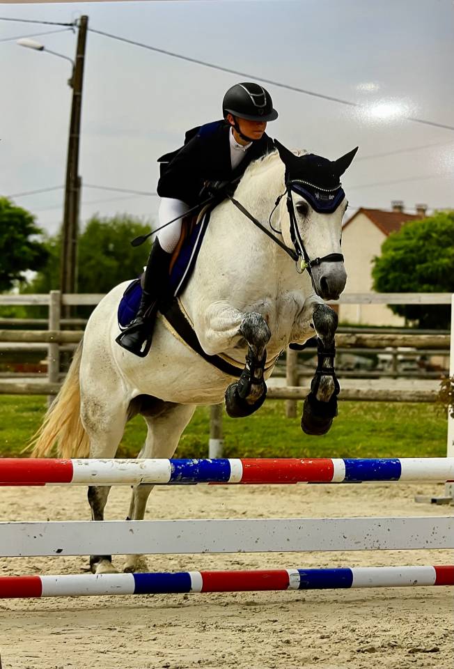 Mare Connemara For sale 2013 Grey