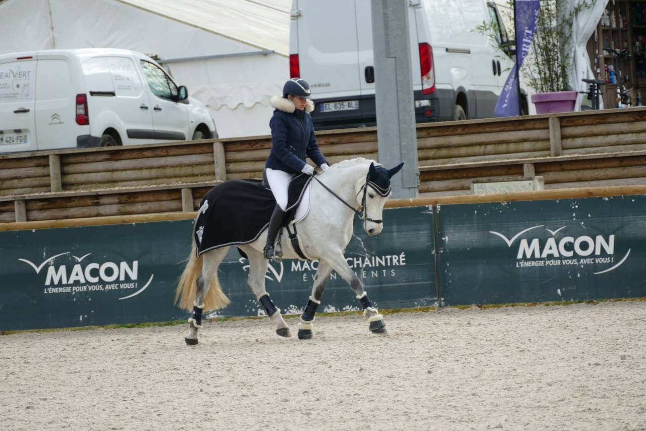 Mare Connemara For sale 2013 Grey