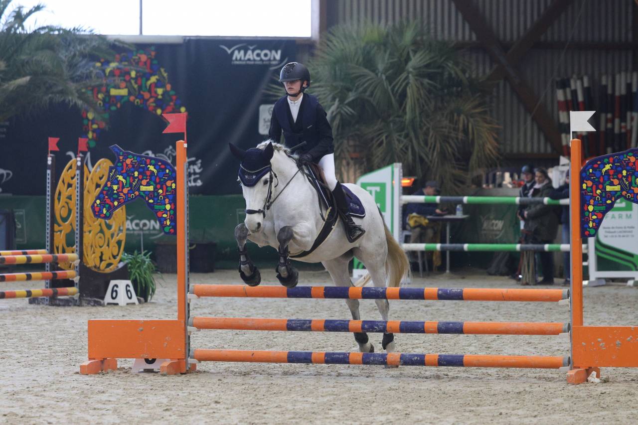 Mare Connemara For sale 2013 Grey