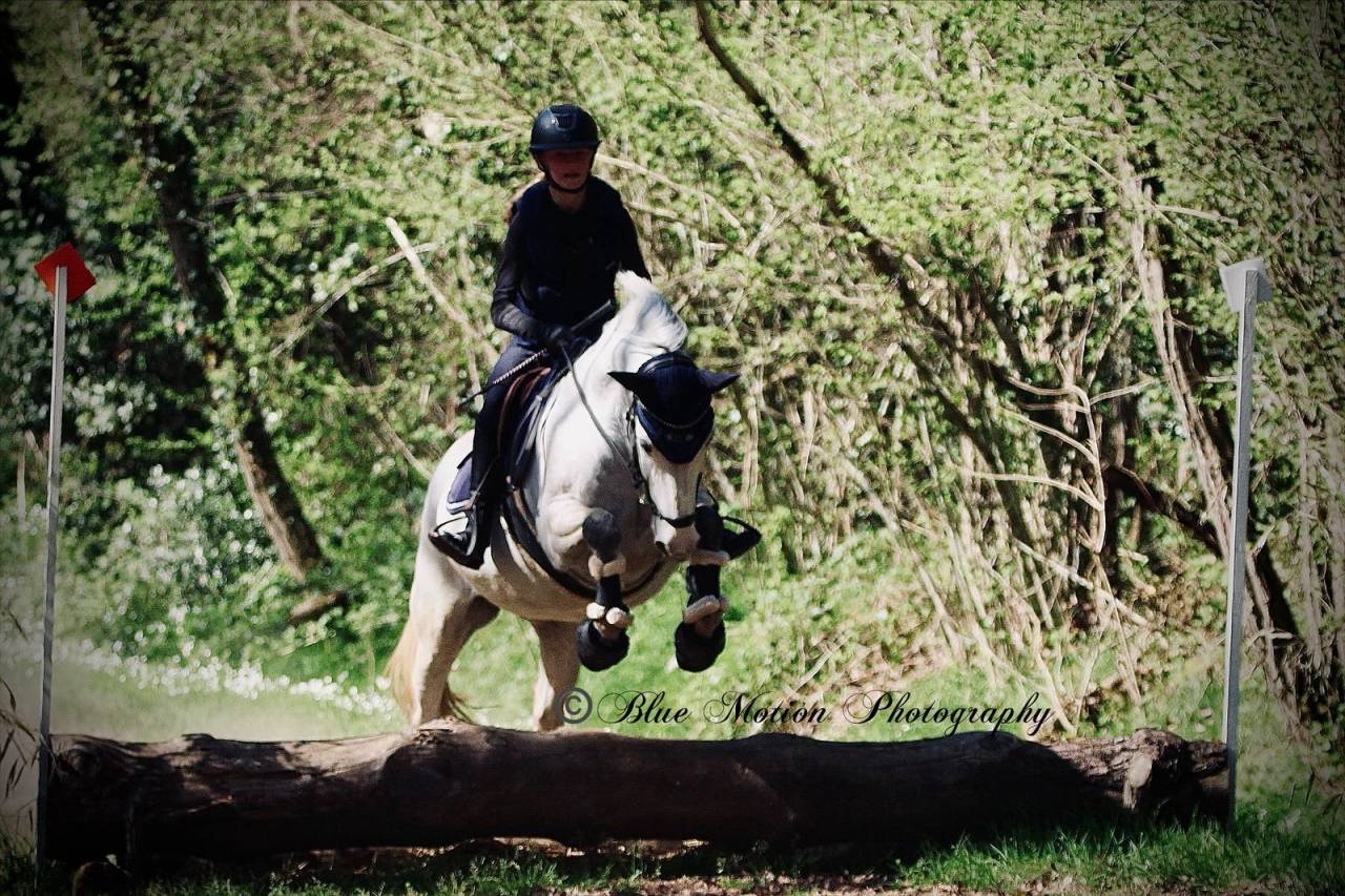 Mare Connemara For sale 2013 Grey