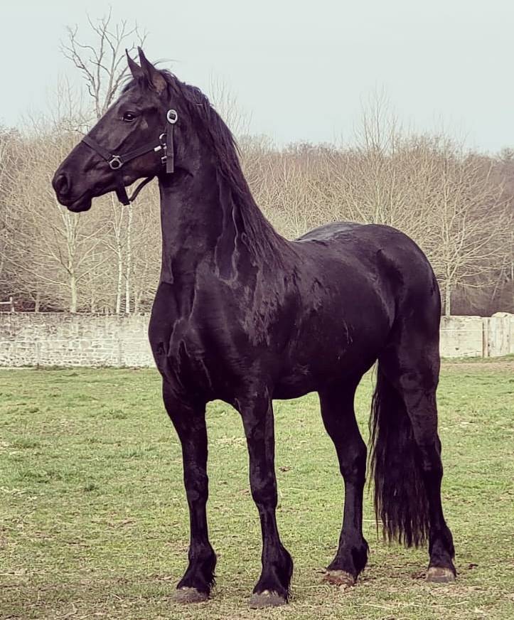 Mare Friesian For sale 2018 Black