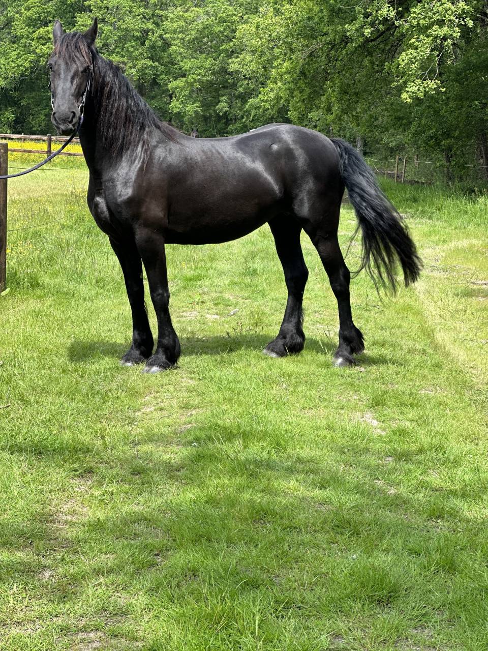 Mare Friesian For sale 2018 Black