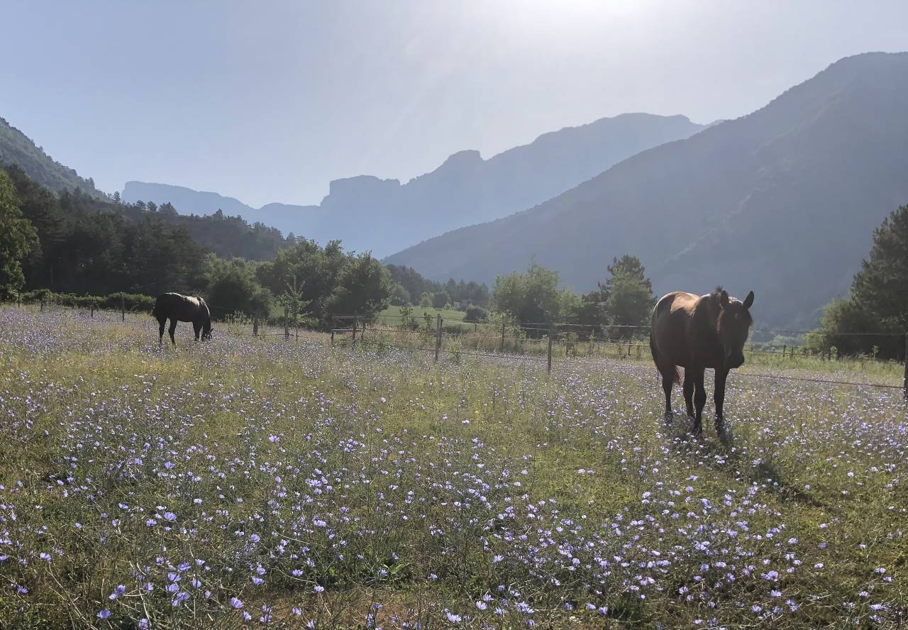 Gelding Origin Recorded For sale 2023 Dark Bay