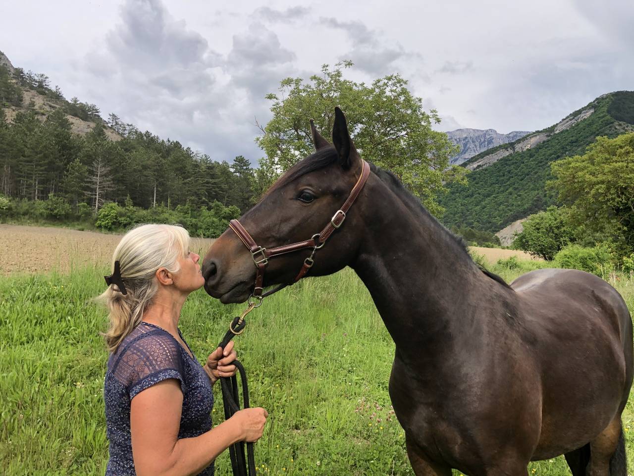 Gelding Origin Recorded For sale 2023 Dark Bay