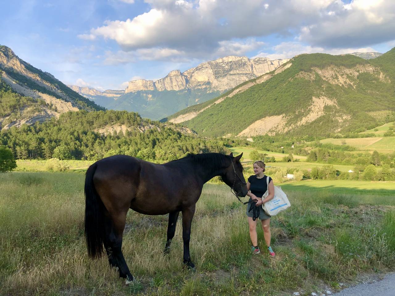 Gelding Origin Recorded For sale 2023 Dark Bay