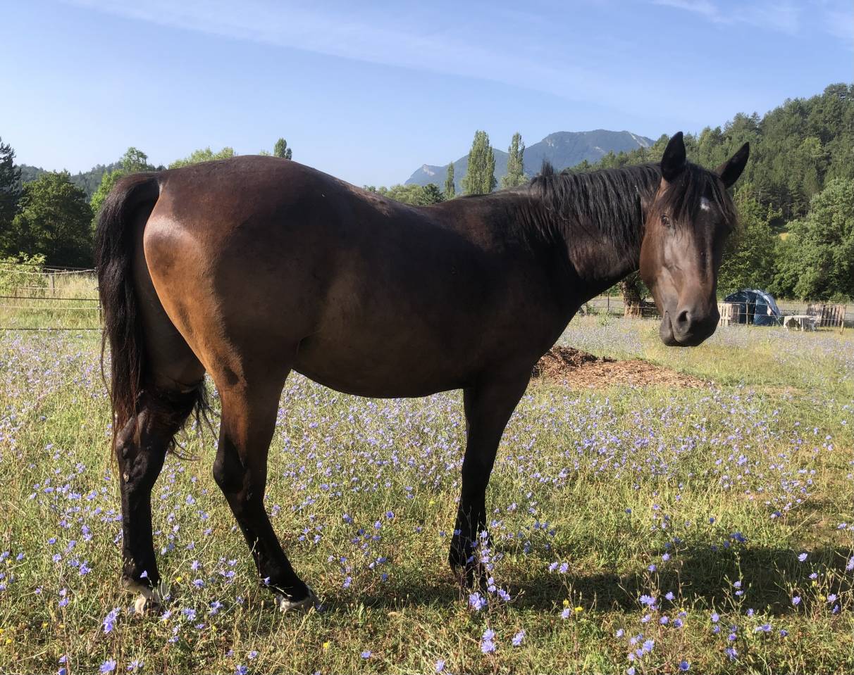 Gelding Origin Recorded For sale 2023 Dark Bay